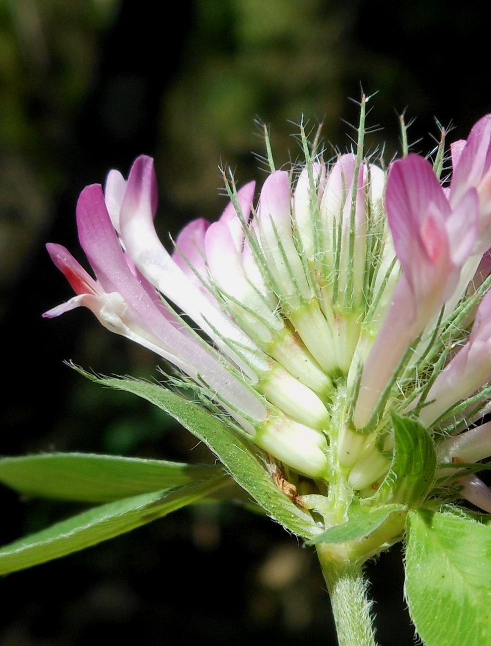 Trifolium medium L. / Trifoglio medio